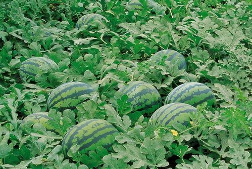 娱乐吃瓜壁纸高清竖屏,一网打尽娱乐圈新鲜事 第1张 娱乐吃瓜壁纸高清竖屏,一网打尽娱乐圈新鲜事 第1张